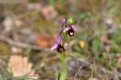 Ophrys bertolonii flavicans
