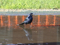 Molothrus bonariensis