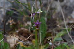 Ophrys bertolonii flavicans