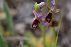Ophrys bertolonii flavicans