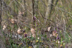 Ophrys bertolonii flavicans