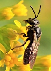 Protandrena andrenoides