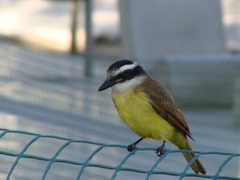 Pitangus sulphuratus