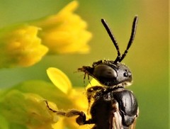 Protandrena andrenoides