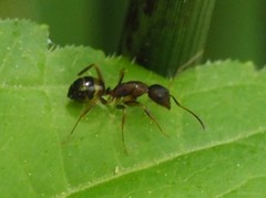 Camponotus subbarbatus