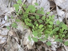 Ceratocapnos claviculata