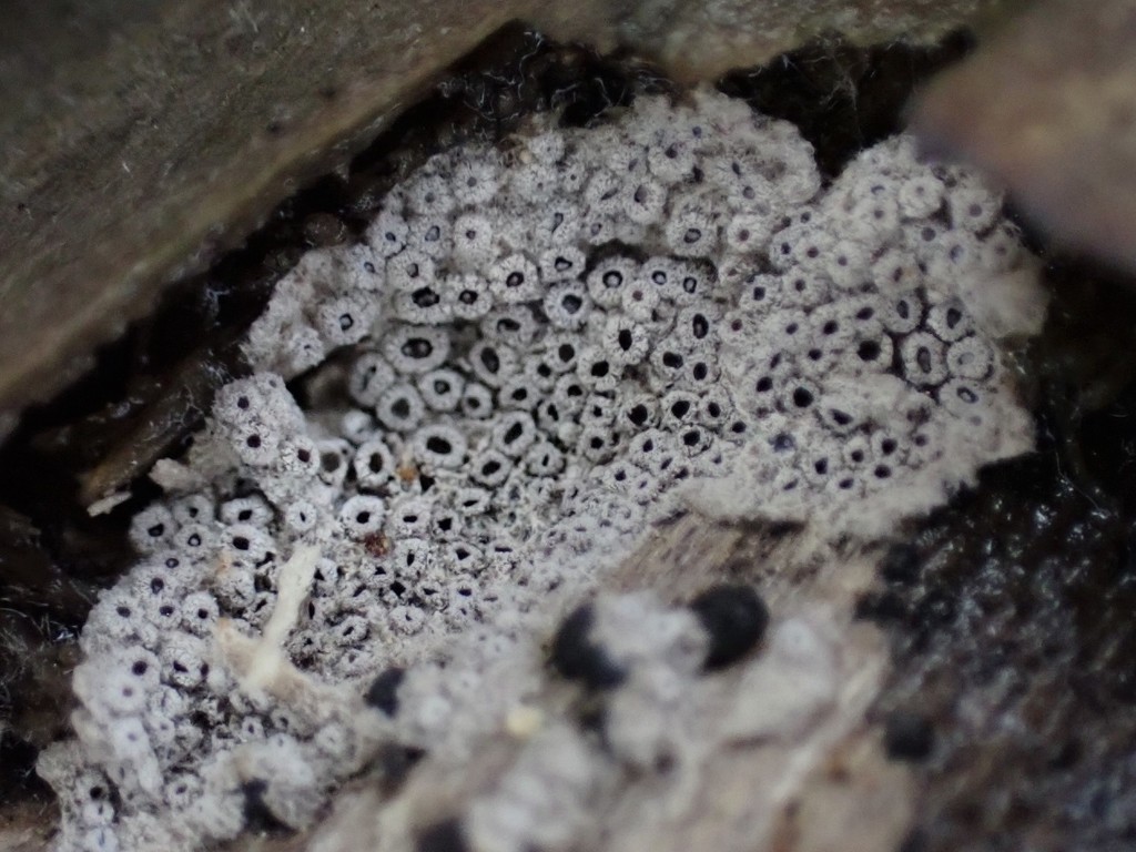 Resupinatus conspersus