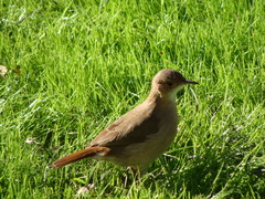 Furnarius rufus