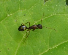 Camponotus subbarbatus