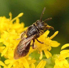 Protandrena andrenoides