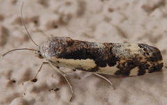 Tarache augustipennis