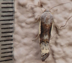 Tarache augustipennis