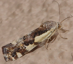 Tarache augustipennis