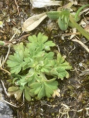 Alchemilla australis