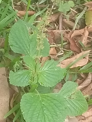 Coleus monostachyus