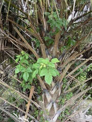 Toxicodendron radicans image
