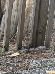 Junco hyemalis