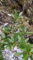 Berberis tarokoensis