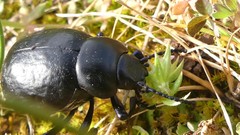 Timarcha pimelioides