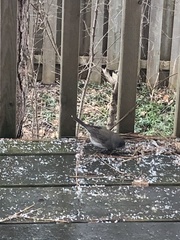 Junco hyemalis