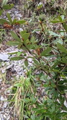 Berberis tarokoensis