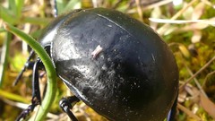 Timarcha pimelioides