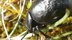 Timarcha pimelioides