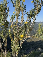 Dendromecon harfordii