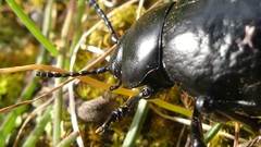 Timarcha pimelioides