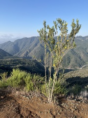 Dendromecon harfordii