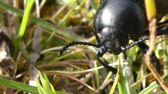 Timarcha pimelioides