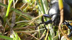 Timarcha pimelioides