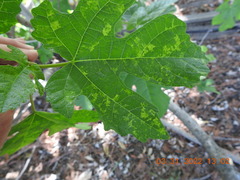 Fig mosaic emaravirus