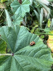 Hippodamia convergens