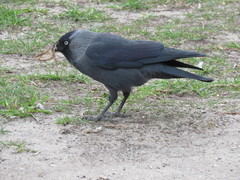 Corvus monedula