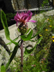 Centaurea aspera pseudosphaerocephala