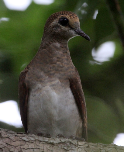 Tambourine Dove