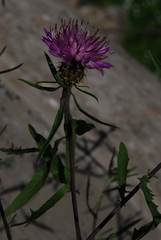 Centaurea aspera pseudosphaerocephala