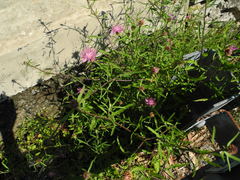 Centaurea aspera pseudosphaerocephala