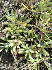 Corpuscularia