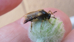 Ripiphorus rex