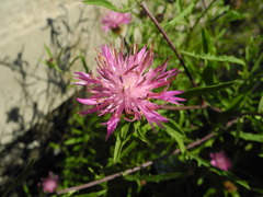 Centaurea aspera pseudosphaerocephala