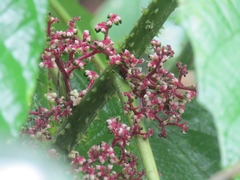 Urera baccifera