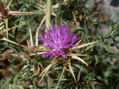 Centaurea calcitrapa calcitrapa