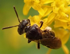 Protandrena andrenoides