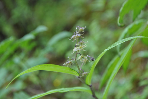 Chinese Solomon's plume (Maianthemum tatsienense)