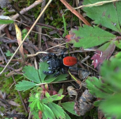 Phidippus insignarius