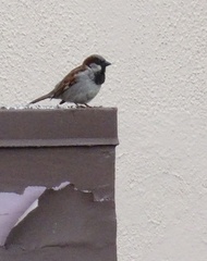 Passer domesticus