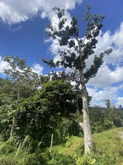 Dacryodes excelsa