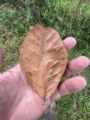 Dacryodes excelsa